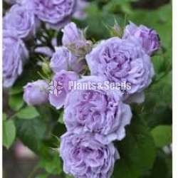 Roses (වැල් රෝස )
