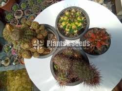 Cactus_Package 1