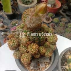 Cactus_Package 1