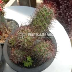 Cactus_Package 1