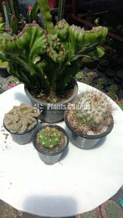Cactus_Package 2