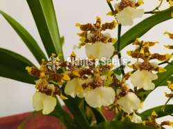 Oncidium Flowers