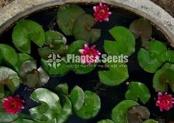 Perrys baby red water lily