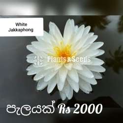 Jakkaphong Water Plants 