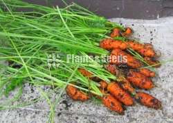 Carrot_බීජ විකිණීමට 