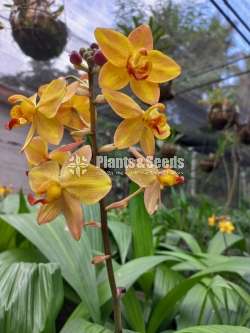 Salmon dust -Ground Orchid