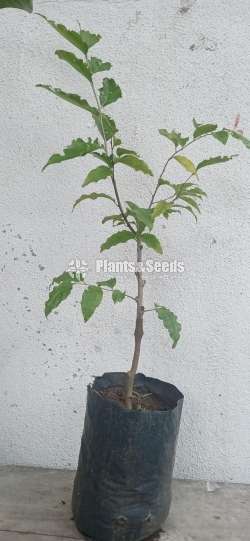 Fruit plants (පලතුරු පැල )