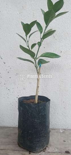 Fruit plants (පලතුරු පැල )