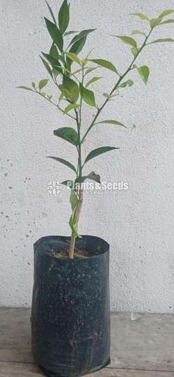 Fruit plants (පලතුරු පැල )