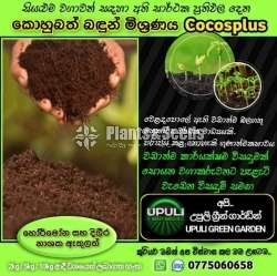 Kohubath Pots (කොහුබත්)