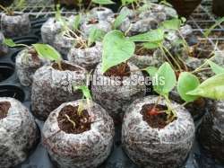 Kohubath Pots (කොහුබත්)