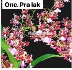 Oncedium blooming size plants