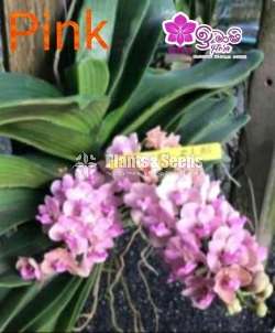 Rhynclostylis Foxtail 
