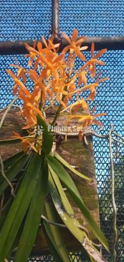 Asocosenda orchids plants