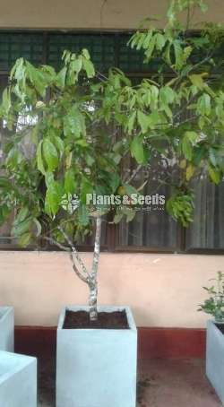  Malwana Rambutan plants