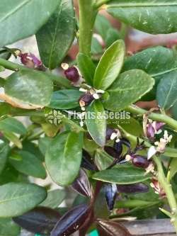  ෆින්ගර් ලයිම් (Finger lime plants)