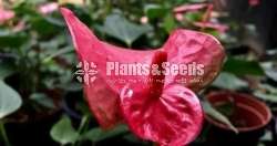 Flash,Pik bird,Lalani,Akadi Anthurium