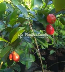 බීච් චෙරි ( Beach cherry )