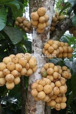 ගඩිගුඩා බද්ධ පැල (Gadu guda plants)
