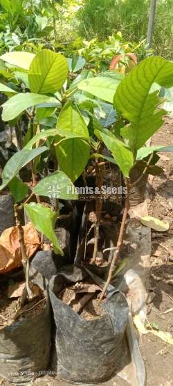 ගඩිගුඩා බද්ධ පැල (Gadu guda plants)