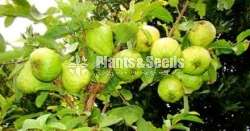 ඇපල් පේර පැල (Apple pera plants)