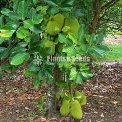 පැණිම පැණි වරකා (Jackfruit )