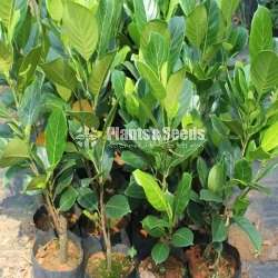 පැණිම පැණි වරකා (Jackfruit )