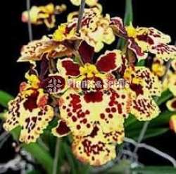 Tolumnia orchid (ටොලුමිනා )