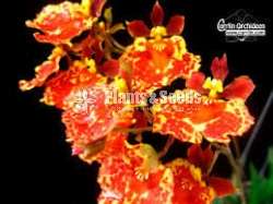 Tolumnia orchid (ටොලුමිනා )
