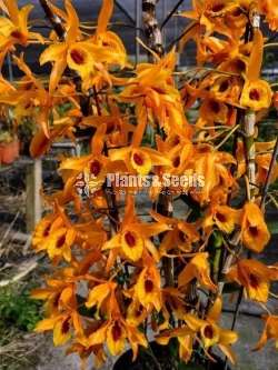 Dendrobium chantaboon sunrise