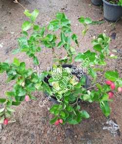 ජැම්සන් ( Carissa carandas)