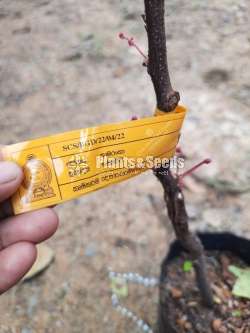 කාමරංගා (Star fruit) 
