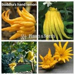 Lemmon