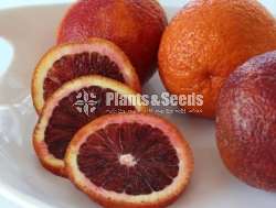 බ්ලඩ් ඔරේන්ජ් බද්ද පැල (Orange Plants)