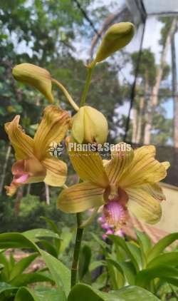 ඩෙන්ඩ්‍රොබියම් ඕකිඩ් (Dendrobium Orchid)