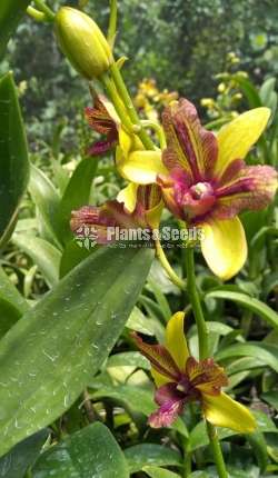 ඩෙන්ඩ්‍රොබියම් ඕකිඩ් (Dendrobium Orchid)