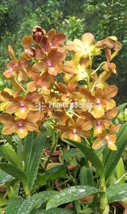 ඩෙන්ඩ්‍රොබියම් ඕකිඩ් (Dendrobium Orchid)