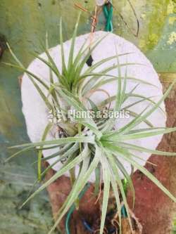 Air Plants for Sri Lanka