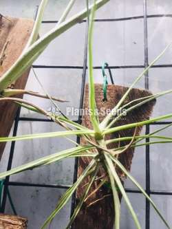 Air Plants for Sri Lanka