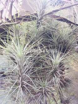 Air Plants for Sri Lanka