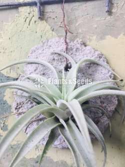 Air Plants for Sri Lanka