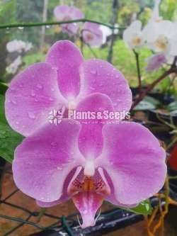 Phalaenopsis Orchids (පැලනොප්සිස් )