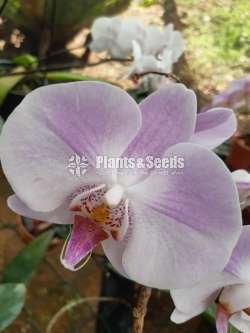 Phalaenopsis Orchids (පැලනොප්සිස් )
