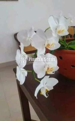 Phalaenopsis Orchids (පැලනොප්සිස් )