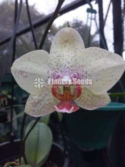 Phalaenopsis Orchids (පැලනොප්සිස් )