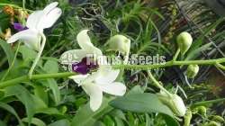 Orchids- Dendrobium 