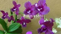 Orchids- Dendrobium 