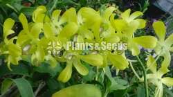Orchids- Dendrobium 