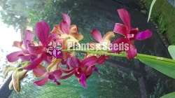 Orchids- Dendrobium 