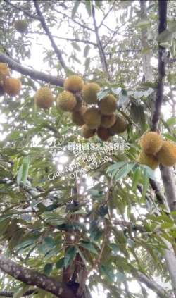 හොරණ ගෝල්ඩ් දූරියන් (Dooriyan)